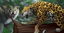 Lampart Panthera pardus