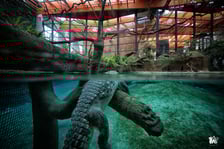Pierwszą propozycją jest wycieczka do wrocławskiego ogrodu zoologicznego, który można odwiedzić każdego dnia w roku. W piątek, sobotę i niedzielę (6-8 stycznia) będzie czynny od godz. 9.00 do 17.00 - teren zoo i Afrykarium, a pawilony i kasy od godz. 9.00 do 16.00.