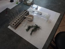 Noc Biologów 2022: uczestnik przeprowadza ekstrakcję chlorofilu z igieł cisa
