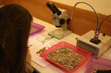 Noc Biologów 2022: warsztaty paleontologiczne ? przebierania, preparacji i oznaczania skamieniałości