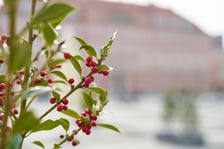 <p>Oznaki wiosny na placu Nowy Targ</p>