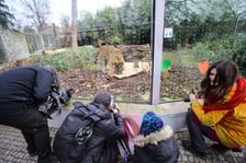 <p>Na zdjeciu: Tygrys Tengah z wrocławskiego zoo, kt&oacute;ry obchodzi 14 lat&nbsp;</p>