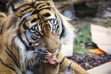 <p>Na zdjeciu: Tygrys Tengah z wrocławskiego zoo, kt&oacute;ry obchodzi 14 lat&nbsp;</p>