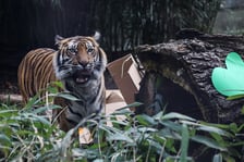 <p>Na zdjeciu: Tygrys Tengah z wrocławskiego zoo, kt&oacute;ry obchodzi 14 lat&nbsp;</p>