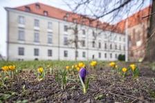 NA zdjęciu kwiaty - pierwsze oznaki wiosny we Wrocławiu