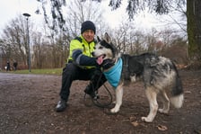 <p>Na zdjęciu psy z TOZ Schroniska dla Bezdomnych Zwierząt na spacerze w parku Grabiszyńskim. Celem jest znalezienie nowych opiekun&oacute;w. Tu Władysław Frasyniuk, honorowy wolontariusz</p>