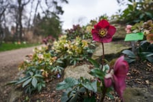 <p>Widoki z Ogrodu Botanicznego, rośliny powoli budzą się na wiosnę</p>