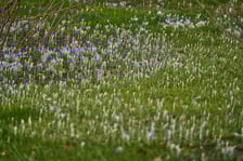 <p>Widoki z Ogrodu Botanicznego, rośliny powoli budzą się na wiosnę</p>