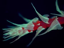 <p>Mech Brachythecium sp. widziany w swietle UV.</p>