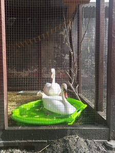 <p>Dwa kolejne łabędzie, kt&oacute;re wymagają pomocy</p>