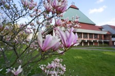 Magnolia przy Młodych Techników