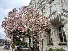 Magnolia przy Podwalu