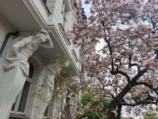 Magnolia przy Podwalu