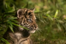 Wrocławski ogród zoologiczny.