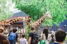 Wrocławski ogród zoologiczny.