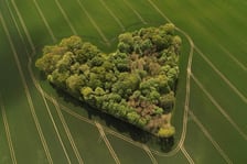 Niezwykły zagajnik w ujęciu mieszkańca Skarszyna, Wojciecha Witkowskiego