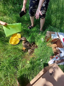 Akcja ratunkowa kaczej rodziny.