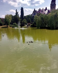 Akcja ratunkowa kaczej rodziny.