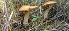 <p>Okolice Wołowa&nbsp;</p>