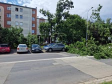Drzewo, które  spadło na ul. Baciarellego