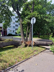Drzewo, które  spadło na ul. Baciarellego