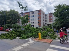 Drzewo, które  spadło na ul. Baciarellego