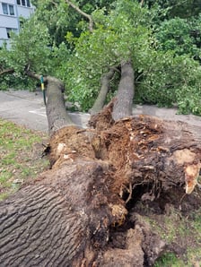 Drzewo, które  spadło na ul. Baciarellego