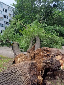 Drzewo, które  spadło na ul. Baciarellego