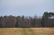 Widok na Las Ratyński