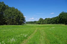 Widok na polane śródleśną w Lesie Strachocińskim