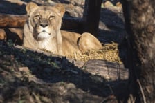 Lwica Okavango na wybiegu w zoo
