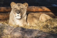 Lwica Okavango na wybiegu w zoo