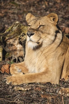 Lwica Okavango na wybiegu w zoo