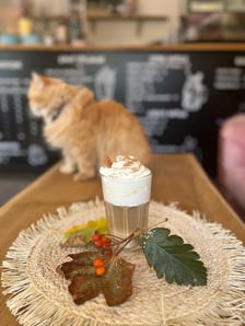<p><strong>Kot Cafe</strong></p>
<p>Dyniową kawę wypijecie r&oacute;wnież w przemiłym kocim towarzystwie. W kawiarni Kot Cafe dyniowe latte podawane jest z bitą śmietaną, a syrop z dyni i przypraw korzennych przygotowywany jest na miejscu. Pojemność dyniowej latte to 330 ml, a jej cena wynosi 19 zł.</p>
<p>Przypominamy, że kawiarnia jest kr&oacute;lestwem kot&oacute;w i to one są tu najważniejsze. Aby czuły się komfortowo do kawiarni zapraszane są osoby powyżej 10. roku życia, natomiast młodsze dzieci mogą odwiedzić to miejsce w każdą niedzielę. Opr&oacute;cz tego, odwiedzający kawiarnię muszą przestrzegać regulaminu. <a href="http://kotcafewroclaw.pl/o-nas" target="_blank" rel="noopener">Przeczytacie go tutaj.</a></p>
<ul>
<li>Adres:&nbsp;Stanisława Dubois 25</li>
<li>Godziny otwarcia: codziennie w godz. 11:00-20:00</li>
</ul>