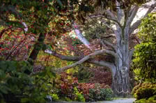 Buk "Serce Ogrodu" w Arboretum Wojsławice, który został Drzewem Roku 2023