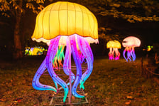 Garden of Lights - Ogród Świateł - wystawa "Dzika Afryka"