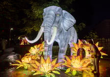 Garden of Lighst - Ogród Świateł - wystawa "Dzika Afryka" w zoo