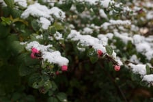 Śnieg w Parku Południowym