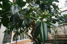 <p>Mini ogr&oacute;d botaniczny w szkole podstawowej przy ul. Prostej</p>
