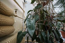 <p>Mini ogr&oacute;d botaniczny w szkole podstawowej przy ul. Prostej</p>