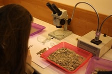<p>Zajęcia w laboratoriach podczas Nocy Biolog&oacute;w</p>