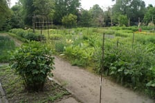 <p>Oprowadzenie po Ogrodzie Roślin Leczniczych UMW (czerwiec, lipiec)</p>
