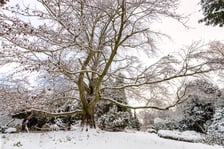 <p>Zdjęcie buka "Serce Ogrodu" w Arboretum Wojnowice Uniwersytetu Wrocławskiego</p>