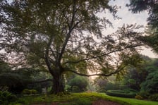 <p>Zdjęcie buka "Serce Ogrodu" w Arboretum Wojnowice Uniwersytetu Wrocławskiego</p>