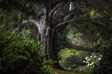 <p>Zdjęcie buka "Serce Ogrodu" w Arboretum Wojnowice Uniwersytetu Wrocławskiego</p>