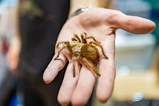 <p>ZooEgzotyka Wrocław w Hali Orbita zebrała w niedzielę 18 lutego tłumy odwiedzających</p>