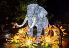 Wystawa Garden of Lights "Dzika Afryka" w zoo Wrocław