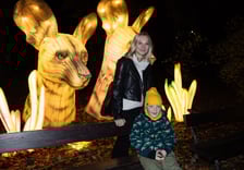 Wystawa Garden of Lights "Dzika Afryka" w zoo Wrocław