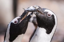 <p>Kolonia pingwin&oacute;w w zoo Wrocław jest drugą co do wielkości w Europie (po tej z zoo w Amsterdamie) i trzecią na świecie</p>