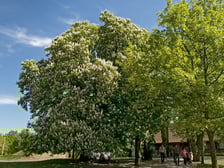 <p>Litwa</p>